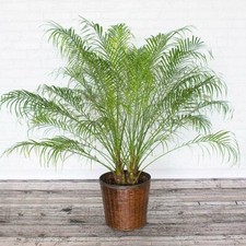 Phoenix roebelenii pygmy for sale  Norwalk