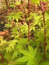 Japanese maple japanese for sale  USA