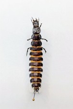 Entomology Taxidermy : Coptolabrus Ignimitella Larva 53mm+/-. A1 comprar usado Entomology Taxidermy : Coptolabrus Ignimitella Larva 53mm+/-. A1 comprar usado  Enviando para Brazil