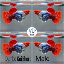 Pair dumbo koi for sale  Houston