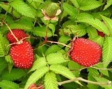 Pianta lampone fragola usato  Putignano