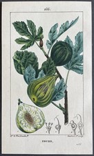 Medical flora fig d'occasion  Expédié en Belgium