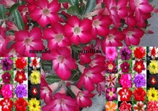 Rosa del Desierto - ADENIUM OBESUM- varios colores - 100 Semillas comprar usado  Enviando para Brazil