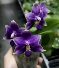 Rare phalaenopsis violacea for sale  NOTTINGHAM