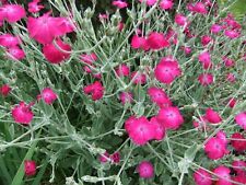 Rose campion healthy for sale  UK
