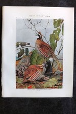 Eaton birds new for sale  UK