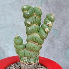 Eulychnia castanea spiralis for sale  Valley Village