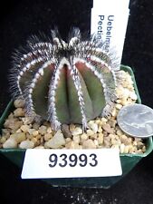 Uebelmannia pectinifera nice for sale  Lakeport