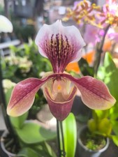 Orchidee paphiopedilum hybride d'occasion  Bischoffsheim