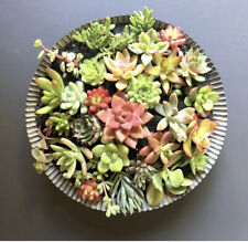 Beautiful colorful healthy for sale  Cotati