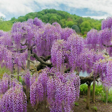 Glicine wisteria pianta usato  Roma
