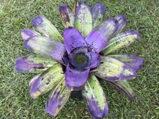 002680a neoregelia purpurella usato  Spedire a Italy
