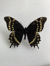Entomologie papilio warscewicz gebraucht kaufen  Marienmünster
