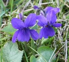 15 graines de VIOLETTE ODORANTE (Viola Odorata) G465 SWEET VIOLET SEEDS SAMEN SE comprar usado  Enviando para Brazil