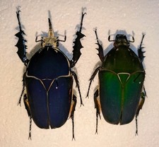 Mecynorhina ugandensis pair for sale  WOKING