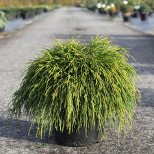 Chamaecyparis pisifera sungold for sale  UK