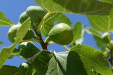 Fig trees multiple for sale  Issaquah