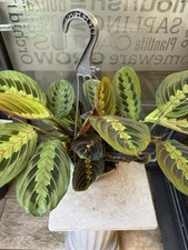Maranta fascinator tricolour for sale  ALDERLEY EDGE