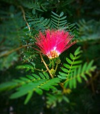 Albizia julibrissin mimosa usato  Valmacca