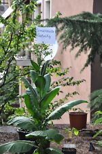 Diecimila semi tabacco usato  Brescia