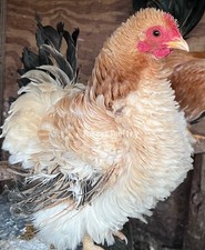 Japanese bantam hatching for sale  Cowpens