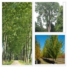 Hybrid poplar tree for sale  CAERNARFON