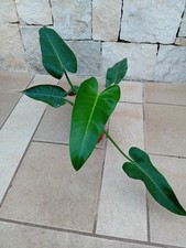 Philodendron sagittifolium mon usato  Bisceglie