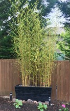 Bambù bambusa bamboo usato  Valmacca