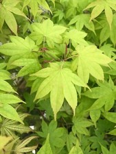 Japanese maple saoshika for sale  USA
