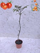 Tomato plant grown for sale  HUDDERSFIELD