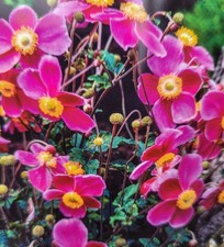Anemone hadspen abundance for sale  HORSHAM