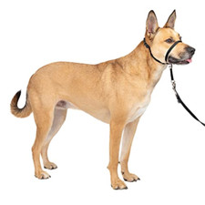 Petsafe collare guinzaglio usato  Roccagloriosa