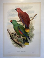 John gould eclectus d'occasion  Paris VI