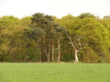 Foto 6x4 gedrehter gebraucht kaufen  Versand nach Germany