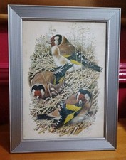 Bird print drawing for sale  FELTHAM