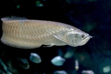 Beautiful sliver arowana for sale  Ocala