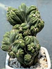 Large tall cereus for sale  New York