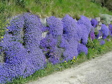 500 samen blaukissen gebraucht kaufen  Stralsund-Umland I