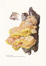 1960s sulphur polypore for sale  BIDEFORD