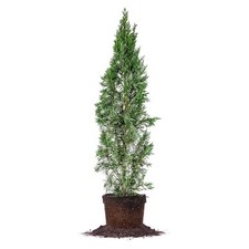 Italian cypress size for sale  Brooklyn