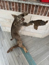 West texas bobcat for sale  Conroe
