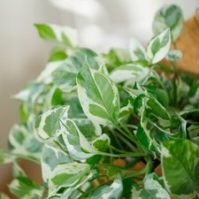 Pothos pearls jade for sale  Staten Island
