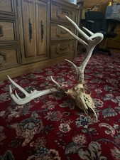 Whitetail deer antlers for sale  Frostburg