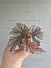 Begonia looking glass for sale Begonia looking glass for sale  LONDON