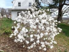 Royal star magnolia for sale  Pelzer