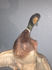 Vintage wood duck for sale  Rolla