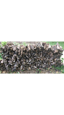 Apple wood aged for sale  Willow Grove