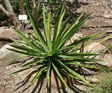 Agave karwinskii rare usato  Napoli