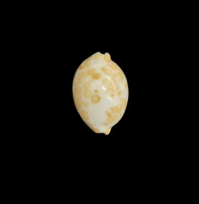 Conchiglia cypraea mariae usato  Italia