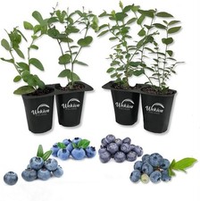 blueberry bush for sale blueberry bush for sale USA